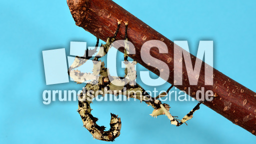 Australische Gespenstschrecke (01).jpg